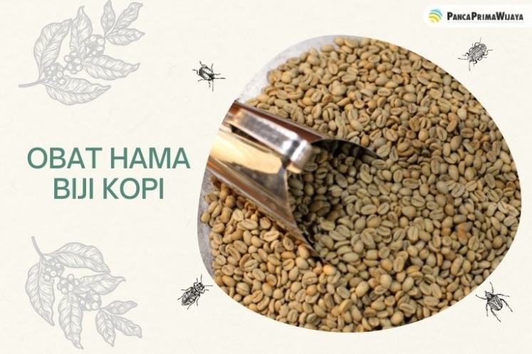 obat kutu biji kopi