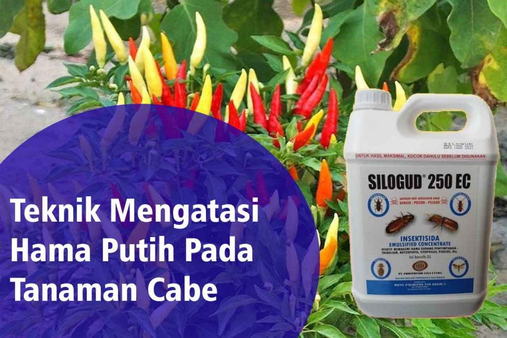 Teknik Mengatasi Hama Putih Pada Tanaman Cabe